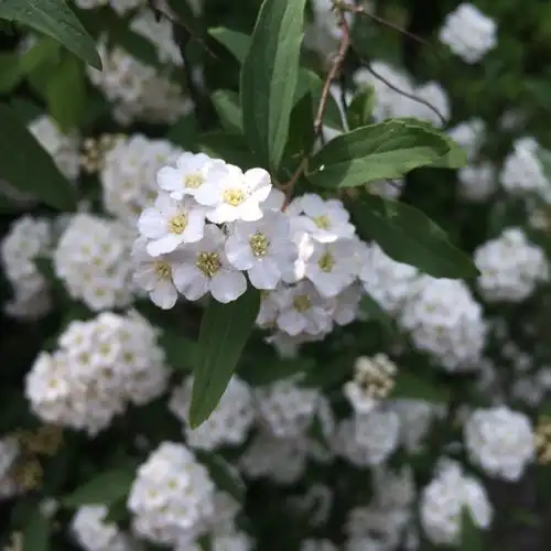 长在树上的白花黄蕊是什么花?