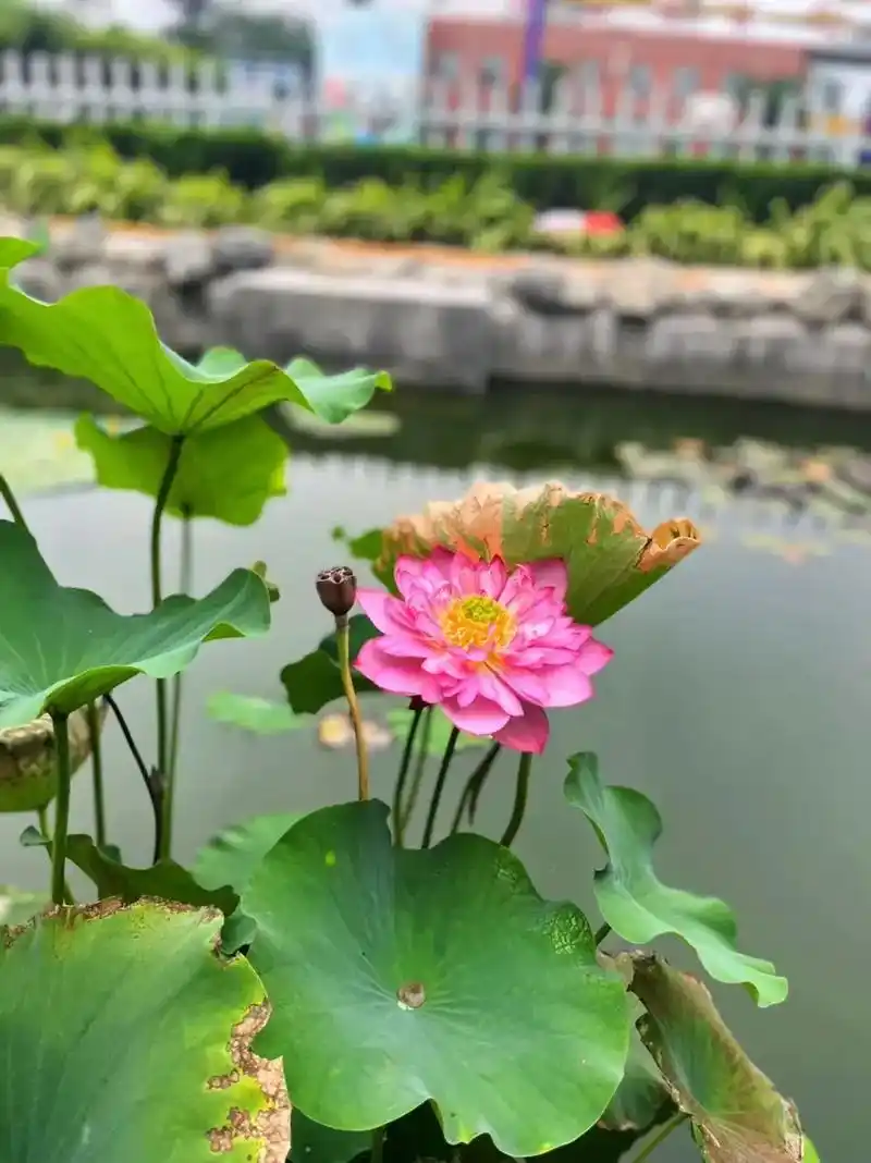 夏日荷花 #好运莲莲 #手机摄影 #庭院鱼池 #我的城市下 - 抖音