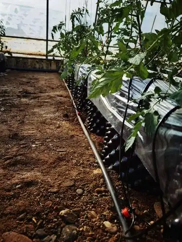 点石成金,甘肃戈壁设施农业方兴未艾