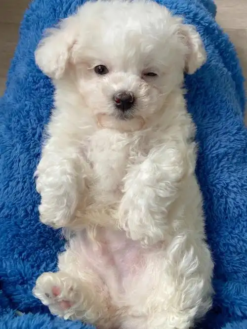 两个月大比熊小团团