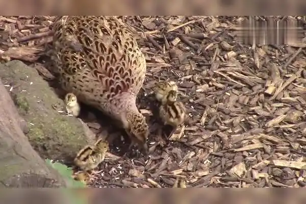 一只母野鸡带着一窝幼崽觅食没天敌的克制农作物会有影响吗