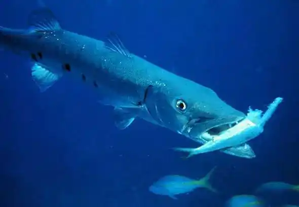 【rlyl物种说】今日--大鳞魣(great barracuda)