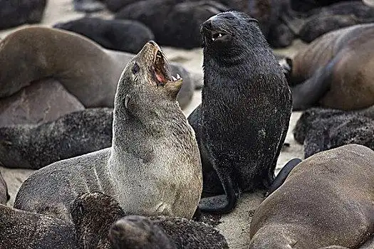 南非,海狗,毛海狮,女性,克罗斯角,纳米比亚