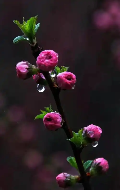 【力学笃行】今日雨水 | 万物萌动,美好正当时