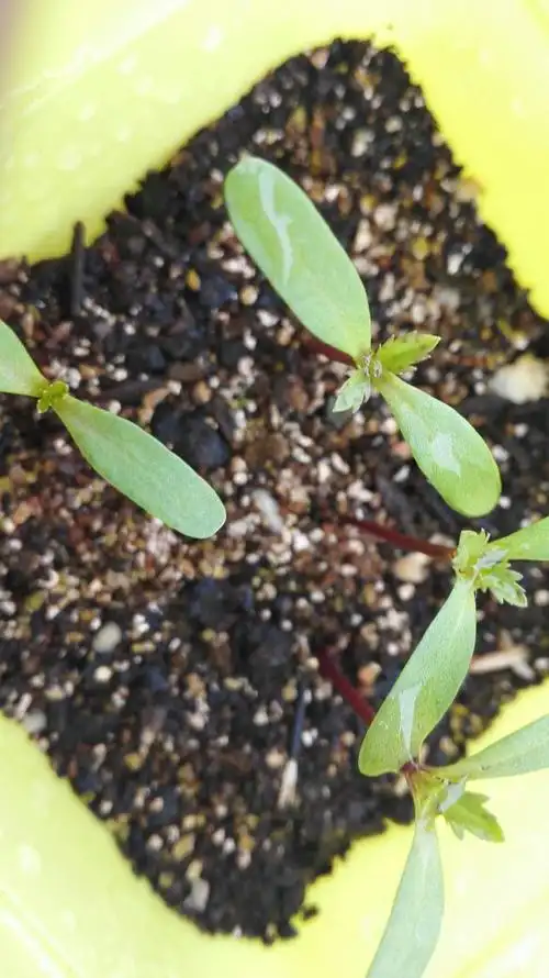 孔雀草幼苗上为什么有黑点呢?