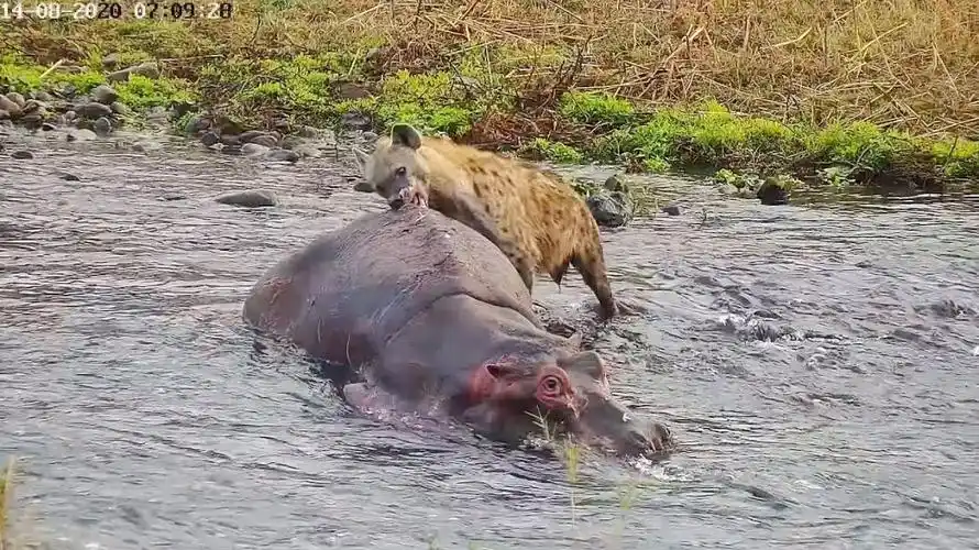 鬣狗群猎杀河马河马毫无反抗余地到了河里也难逃一劫