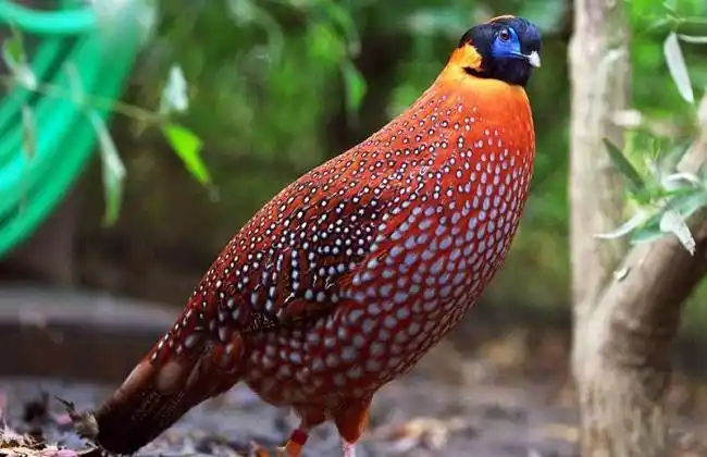 山鸡的种类及山鸡各类图片大全