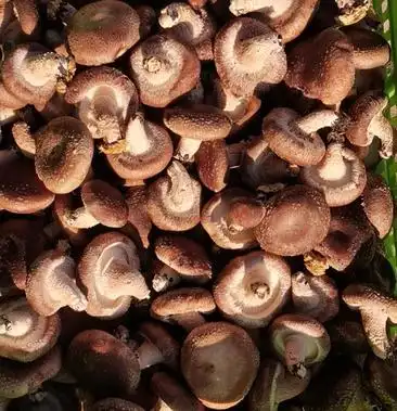 东北野生香菇鲜香菇精品量大农户直销