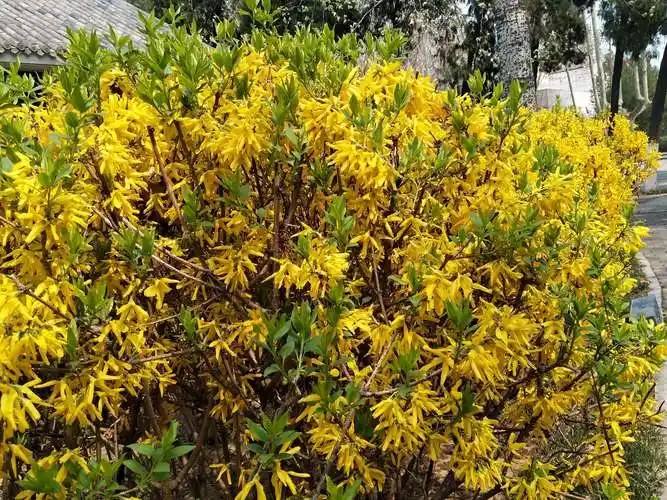 最美人间四月天