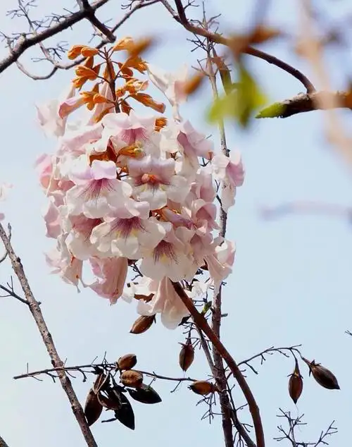 泡桐花开