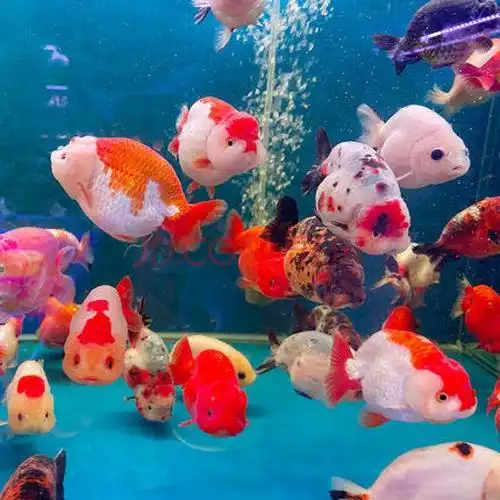 兰寿金鱼活鱼好养耐活鱼小鱼观赏鱼冷水淡水不加温好养好养鱼 8-9cm