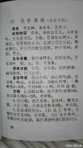 洗手果,也叫无患子,用水搓揉便会产生泡沫,是天然的清洗剂