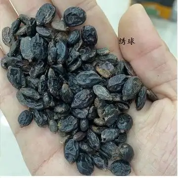 木绣球花种子籽无尽夏八仙庭院观赏灌木好活新采花草苗圃混色包