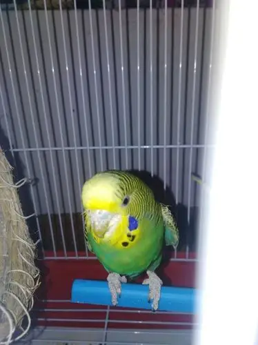 我的虎皮鹦鹉的嘴周围长了东西谁能帮我看看是什么,要不要抹药