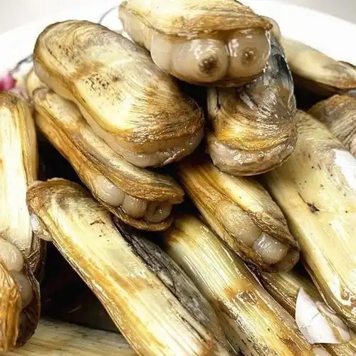 赛卡伊新鲜特大鲜活双头蛏子活体贝类海鲜海产品生鲜海鲜水产蛏