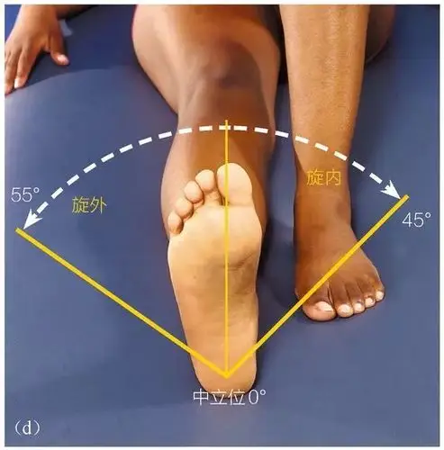 和内收运动范围(b)膝关节屈曲(a)膝关节伸展髋部屈伸运动髋关节越灵活