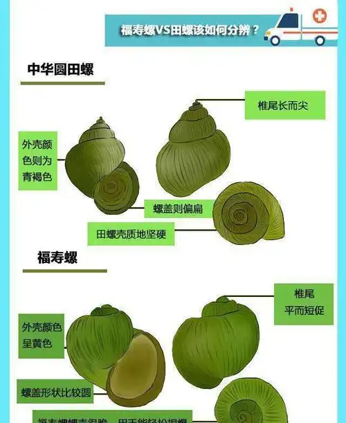 吃货注意外面的田螺很可能是福寿螺伪装的
