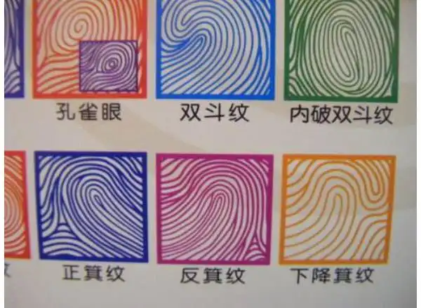 解析手指看相双斗纹是斗还是簸箕