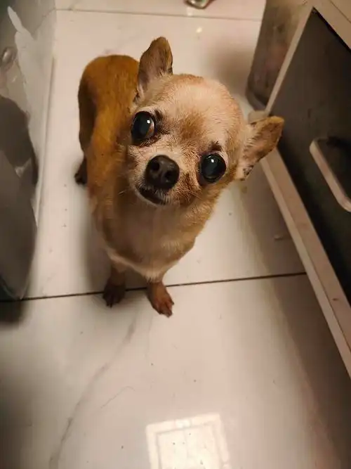 纯种吉娃娃有偿转让