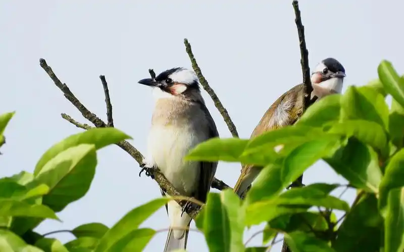 活动  一对漂亮小鸟白头鹎,好听的白头鹎叫声
