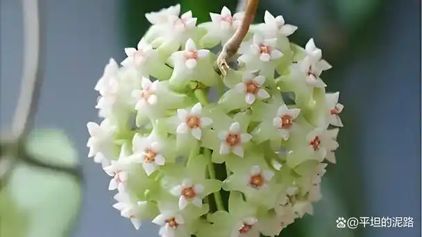 下面,就为大家分享一些球兰修剪的技巧!