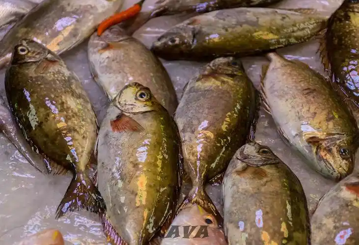 潮汕市场(我家)常见鱼图鉴