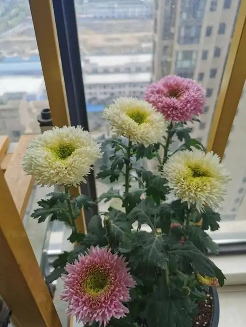 新发现了一个好美的菊花,好美,听说是四季常开,希望能比月季好养