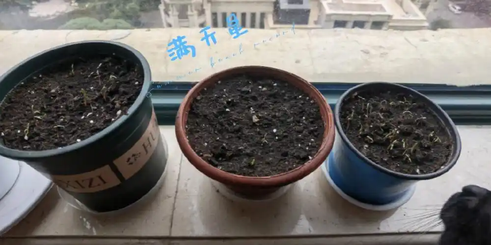 我的满天星发芽啦