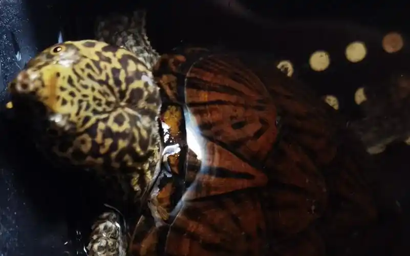 虎纹蛋龟,饲养干货