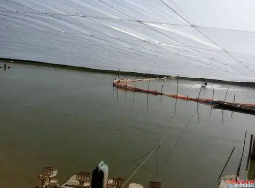 养虾达人肖那思的工厂化养殖日志