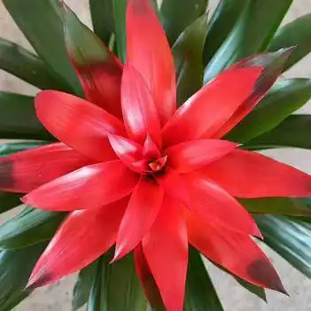 鸿运当头盆栽小红星大红星凤梨花卉土培水培都可以室内净化空