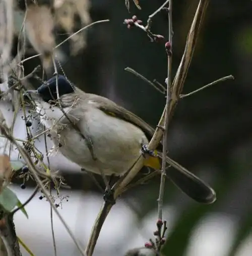 枯枝梢头梳花翎,远山近水唤谁听.