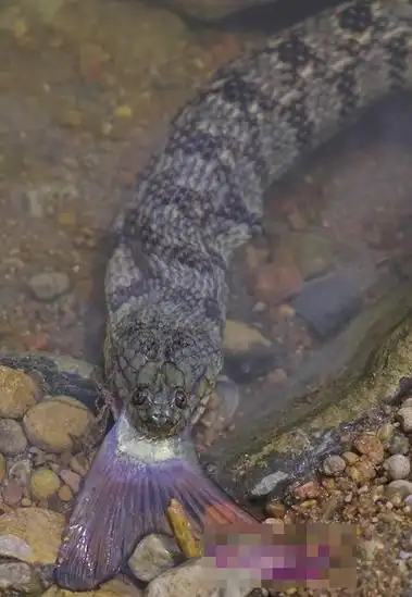 p>中国水蛇(学名: i>enhydris chinensis /i>)是 a href="#" data