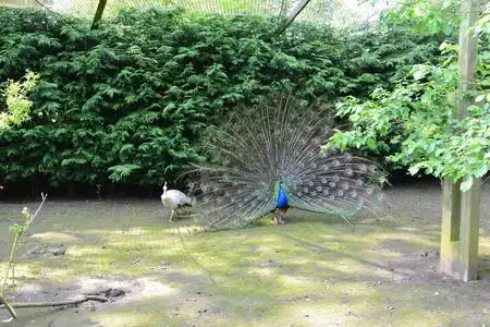 孔雀和孔雀求偶舞照片