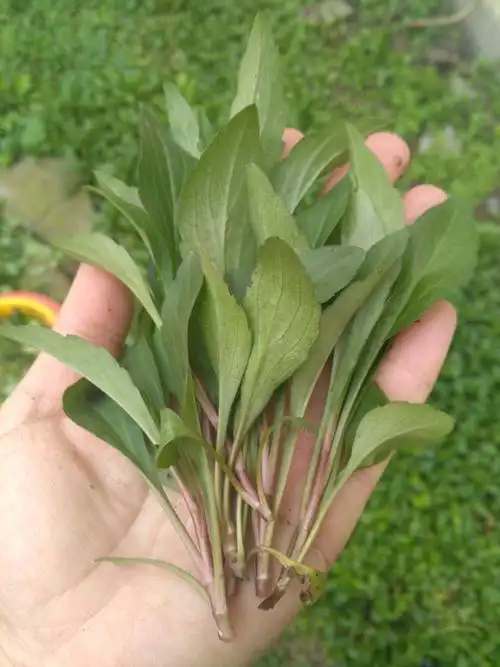 野菜中的大众情人马兰头