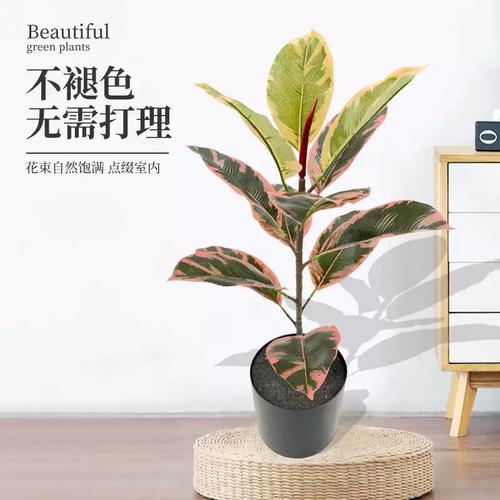 油画橡皮树仿真绿植ins风客厅落地摆件桌面室内直播摄影人造植物
