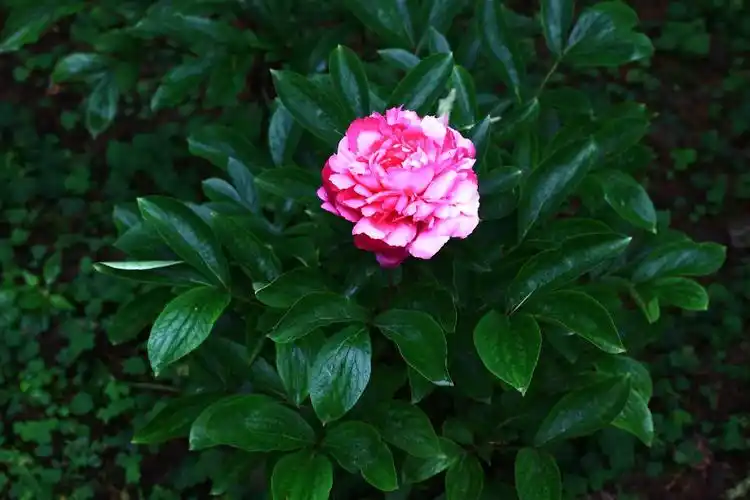 芍药芍药科芍药属