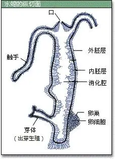 呼吸道和消化道在咽喉部共用一个通道有什么生理意义? - 知乎