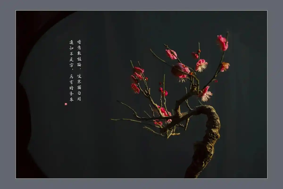 梅花  喜欢的音乐放几张照片留存 - 抖音