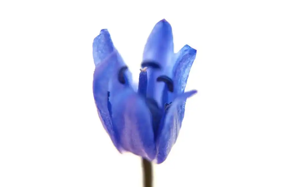 雪花莲蓝色 ,蓝白色的背景上的雪莲花