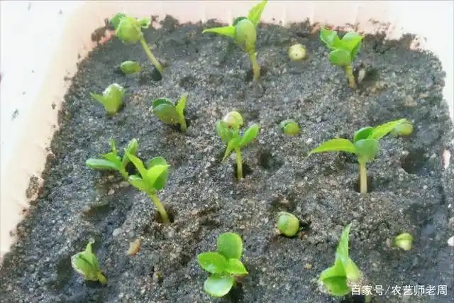 车厘子种子怎样处理才能发芽