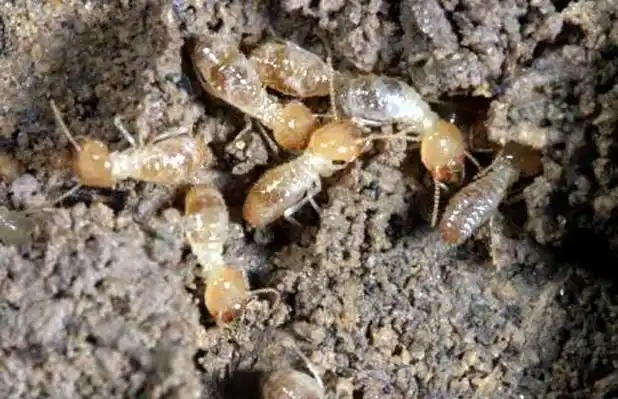 白蚁种类图片大全