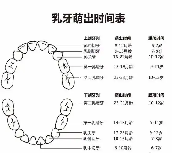 不能忽视的乳牙