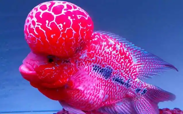 金花品系罗汉鱼额珠有强烈的前探趋势,无额斑,平