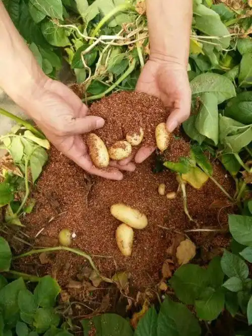 问渠那得清如许 为有源头活水来——全县马铃薯原原种第一茬喜获丰收