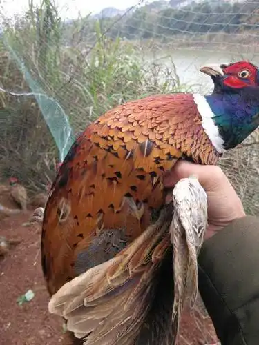 【 农林牧渔】会昌麻州九州村野山鸡珍珠鸡出售*****4489-会昌县微