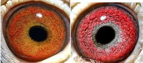 国内外所谓黄金配对鸽眼图片