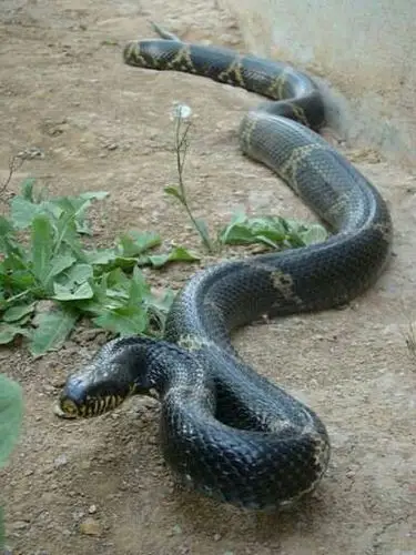 其它 山里的记忆,动物的天地 写美篇东北林区是有大小兴安岭和长白山