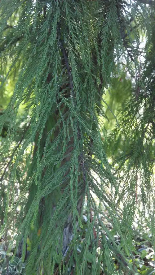 柏树的种类和对应照片(柏树种类名称与图片参照图)