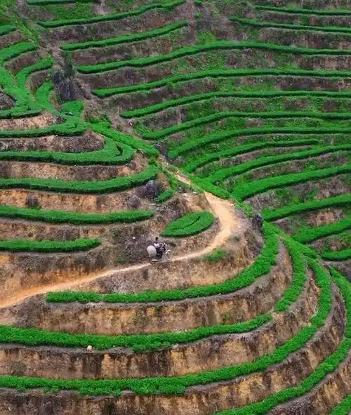 安溪铁观音茶山